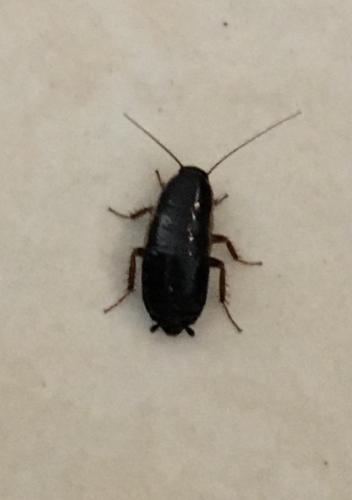 Réf. 284 281 : Loboptera canariensis
