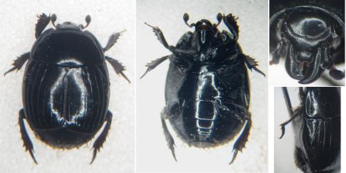 Margarinotus ignobilis