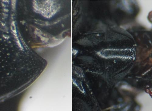 Margarinotus ignobilis