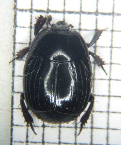 Margarinotus ignobilis