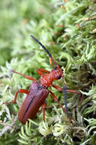 Rhamnusium bicolor