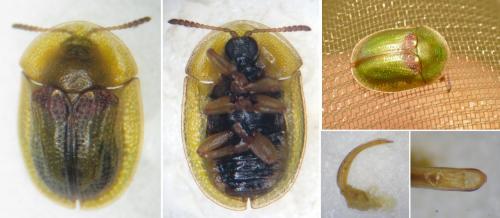 Cassida sanguinolenta