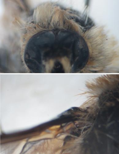 Réf. 284 766 : Bombylius canescens