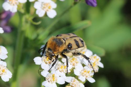 Réf. 284 681 : Trichius gallicus