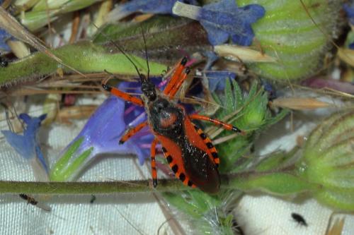 Rhynocoris iracundus