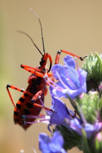 Rhynocoris iracundus