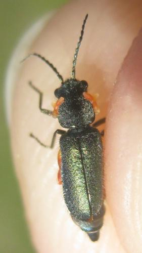 Réf. 284 584 : Cordylepherus viridis