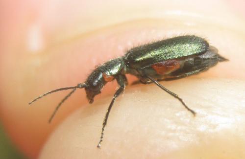 Réf. 284 583 : Cordylepherus viridis