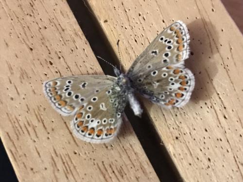 Polyommatus icarus