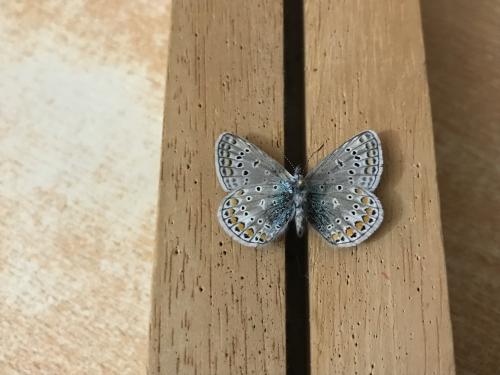 Polyommatus icarus