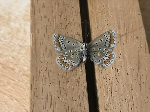 Polyommatus icarus