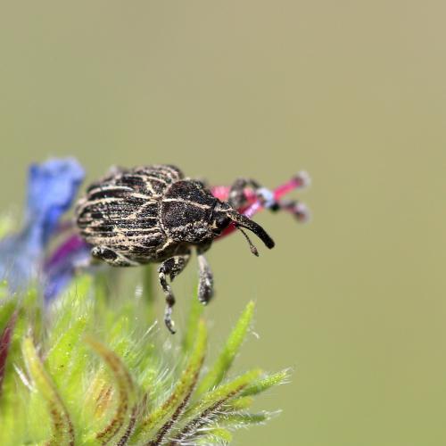 Mogulones geographicus