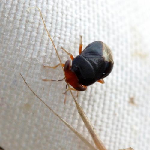 Geocoris erythrocephalus