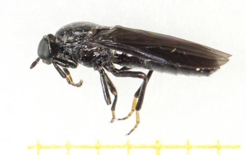 Réf. 284 148 : Scenopinus niger