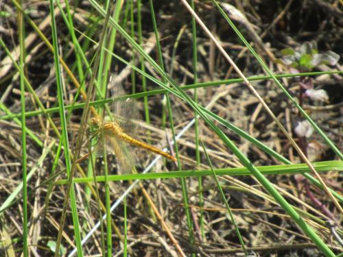 Réf. 284 129 : Sympetrum sp.