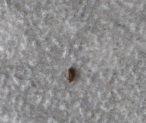 Réf. 284 228 : Anobiinae inconnu