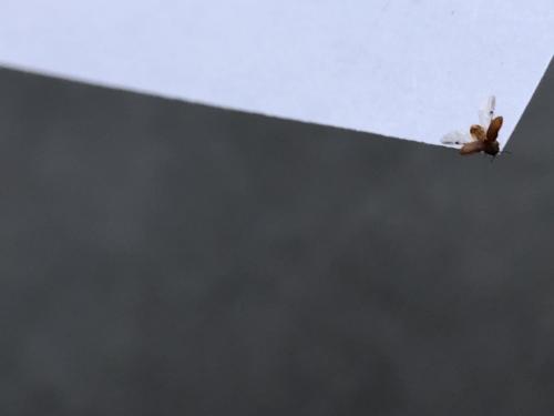 Anobiinae