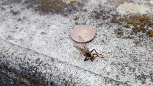 Asilinae