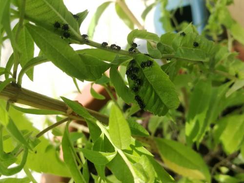 Nezara viridula