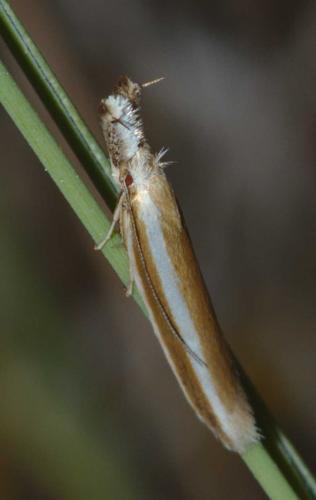 Réf. 284 327 : Pleurota aristella