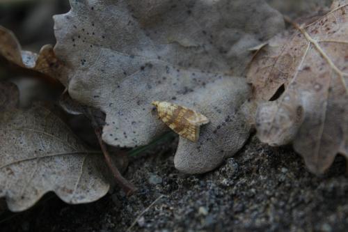 Réf. 284 021 : Aleimma loeflingiana