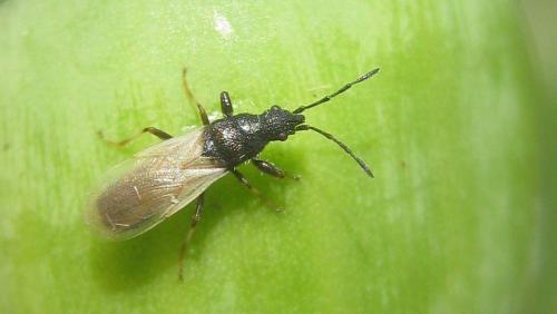 Réf. 284 095 : Brachyplax tenuis