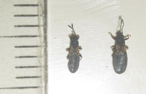Ischnodemus quadratus