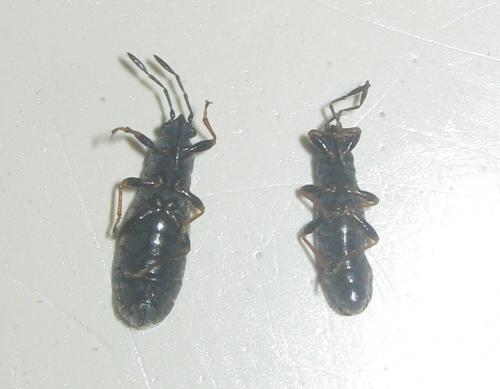 Ischnodemus quadratus
