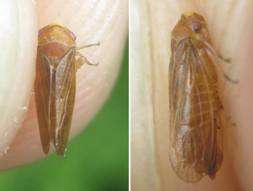 Réf. 284 403 : Macropsinae inconnu