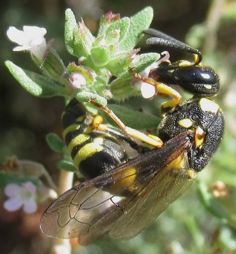 Euodynerus posticus