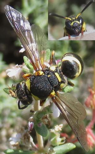 Euodynerus posticus