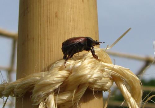 Hoplia philanthus