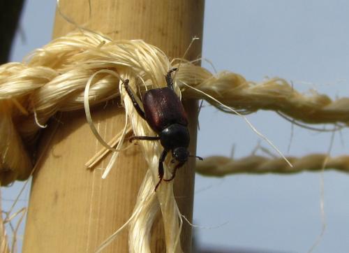 Réf. 284 266 : Hoplia philanthus