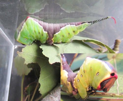 Cerura vinula