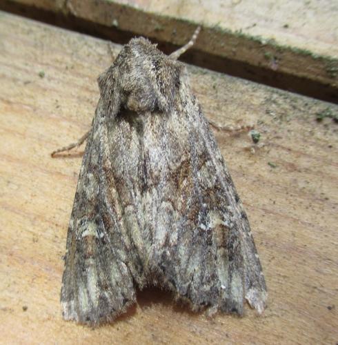 Réf. 284 470 : Apamea sordens