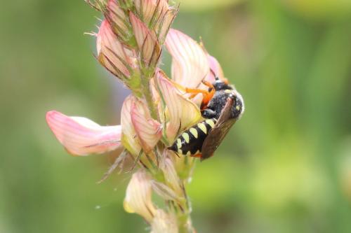 Réf. 284 163 : Nomada gribodoi
