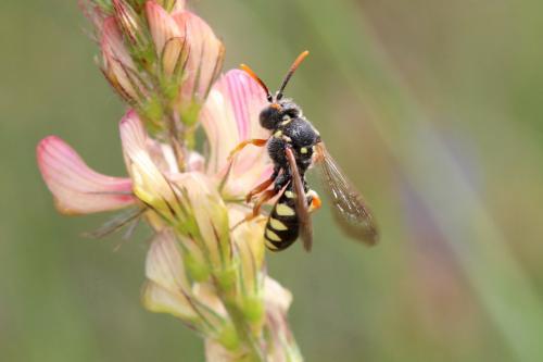Nomada gribodoi