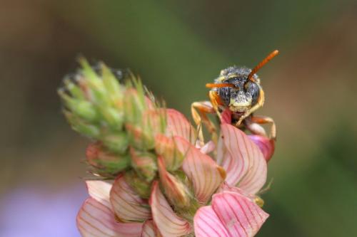 Réf. 284 161 : Nomada gribodoi