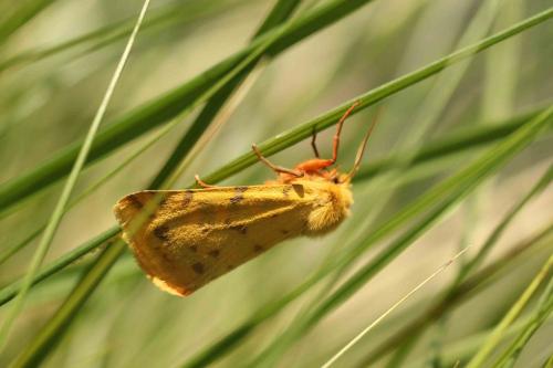 Réf. 284 473 : Rhyparia purpurata