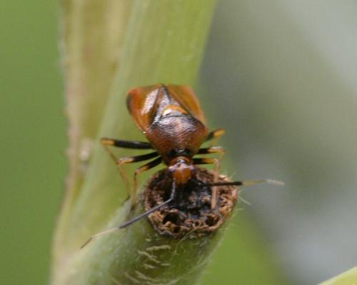 Réf. 284 405 : Deraeocoris ruber