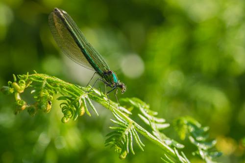 Calopteryx splendens