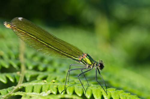 Calopteryx splendens