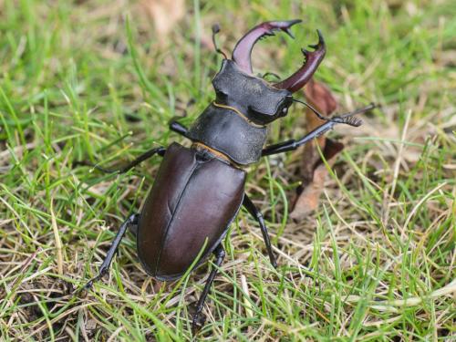 Réf. 284 592 : Lucanus cervus