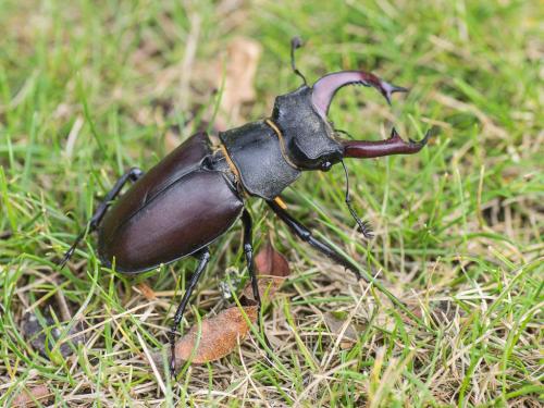 Lucanus cervus