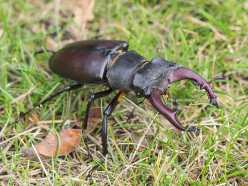 Réf. 284 589 : Lucanus cervus