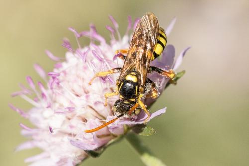 Nomada sp.
