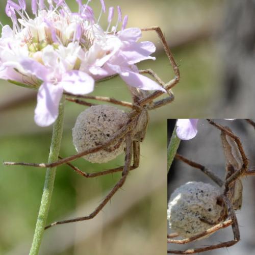 Pisaura mirabilis
