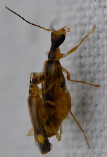 Réf. 284 641 : Malthinus sp.