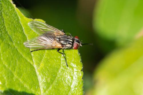 Réf. 284 100 : Musca domestica