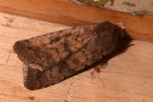 Caradrina morpheus